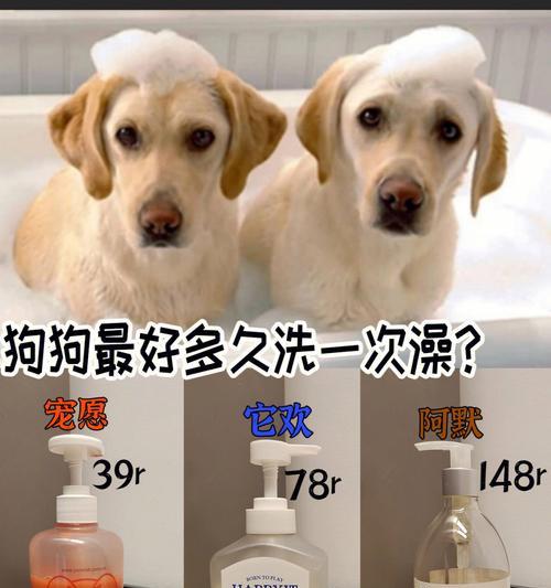狗打了针后多久才能洗澡？（洗澡的最佳时间和注意事项）