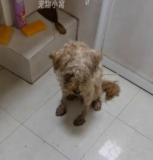 狗狗落毛问题揭秘（狗狗脱发周期及常见原因解析）