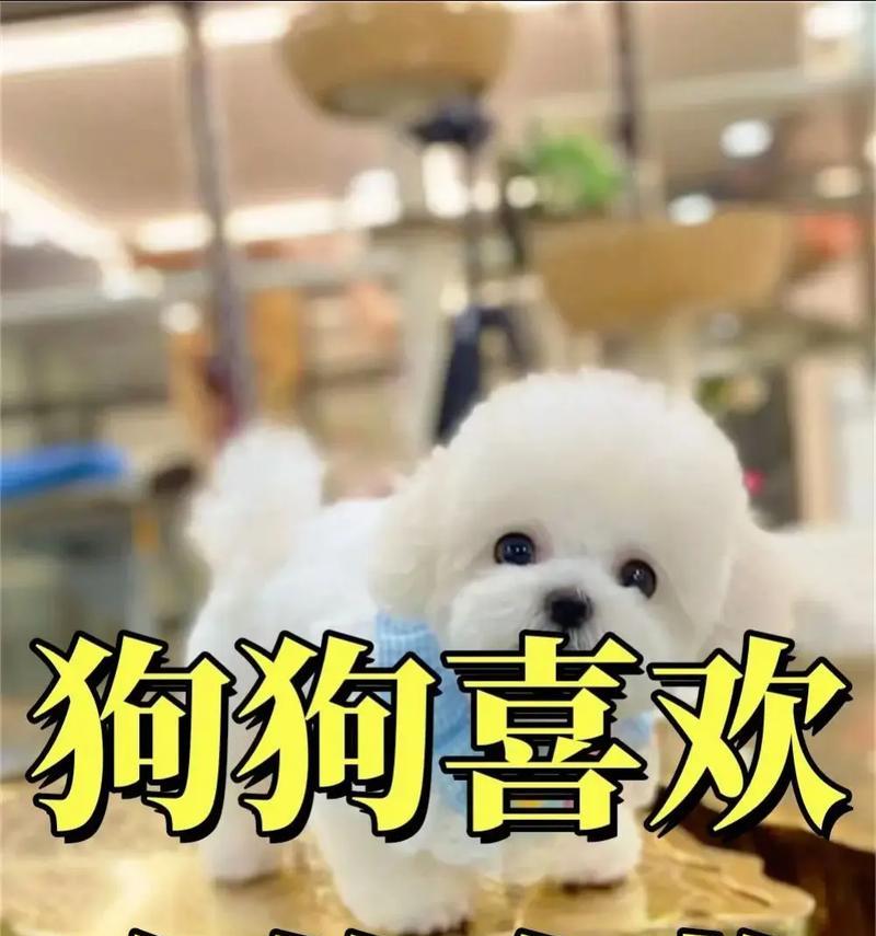 狗狗如何吃食物下奶（营养丰富的食物可以帮助狗狗下奶）