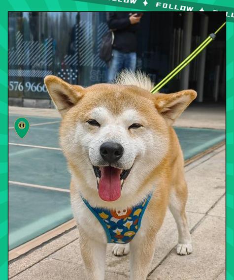 柴犬饮食规划与注意事项（每日饮食量控制及增减饭量时的注意事项）