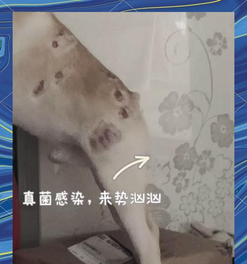 狗患真菌感染需要多长时间才能痊愈？（揭示真菌感染对狗痊愈时间的影响及预防措施）