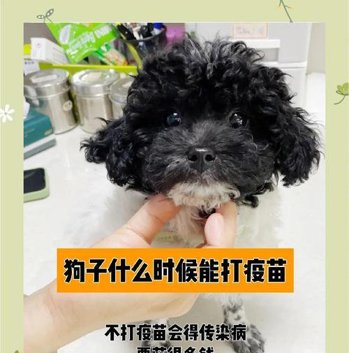 关于狗狗年度疫苗的重要性及注意事项（为你的爱犬提供全面保护的关键）