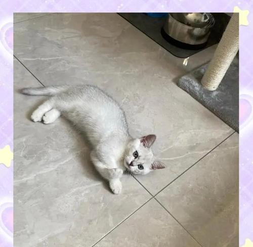 路上捡到这5类猫，请带回家养，它会报答你（让你心动的5类路边捡到的猫咪，带回家养获得无尽回报）