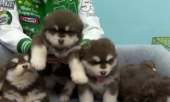 如何挑选纯种阿拉斯加犬，让你的宠物生活更美好（养一只优秀的纯种阿拉斯加犬，从这几点开始）