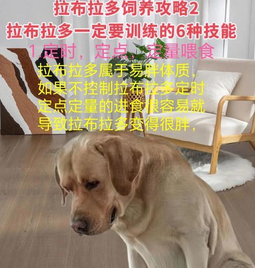 拉布拉多交配后的注意事项（保护母犬和幼犬健康的必要措施）