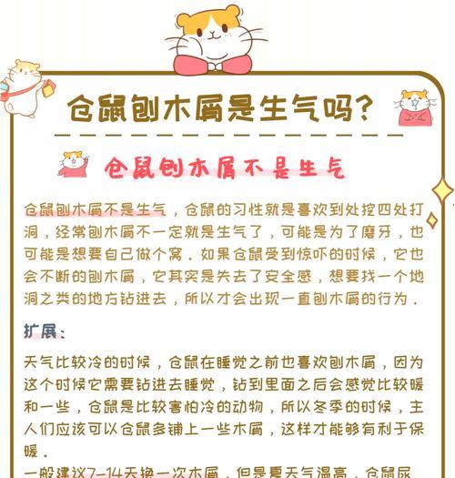 仓鼠繁育的时间周期与注意事项（探索仓鼠繁育周期及繁殖健康需谨慎）