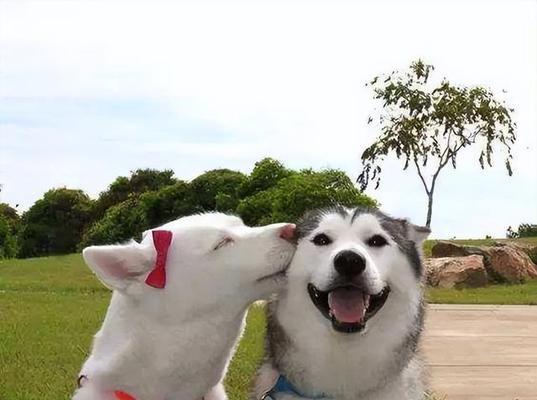 狗狗与人类的深厚情感纽带（揭示狗狗与人类之间真挚感情的奇妙故事）