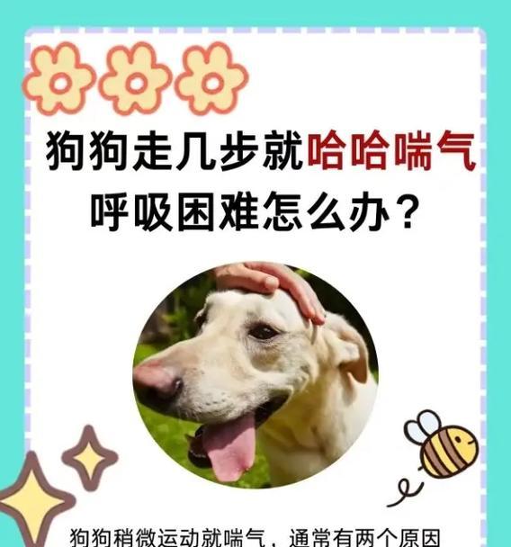 狗狗为什么总是气喘吁吁的？（剧烈喘气会不会对狗狗有害？）