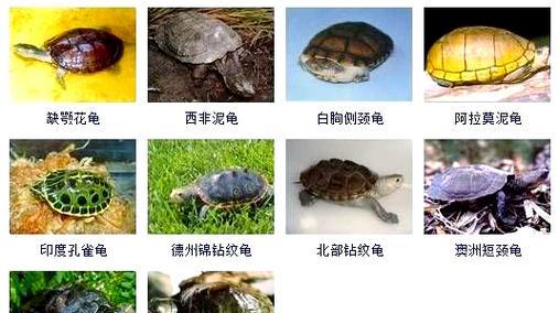 常见的乌龟及其特性（探索乌龟世界，了解它们的独特之处）