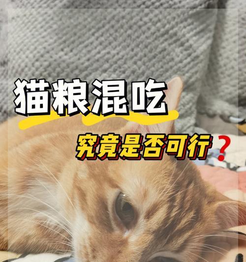 猫咪何时可以以猫粮为主食？（探究猫咪出生后多久可以开始食用猫粮）