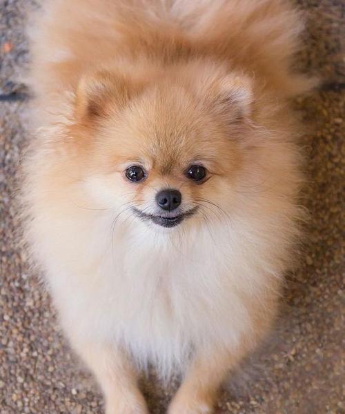 盘点六种小型犬（挑选合适的小型犬，以满足你的需求和预算。）