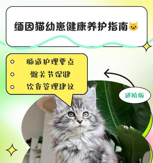 缅因猫喂养的重要事项（缅因猫喂养的细节与技巧）