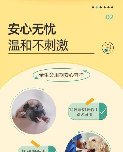 母泰迪下崽后多久驱虫才合适？（母泰迪下崽后的驱虫时间和方法解析）