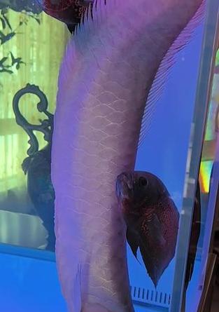 以银龙鱼可以养多久？（探索银龙鱼寿命的秘密，）