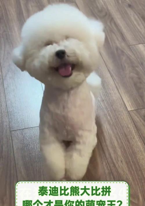 全面解析比熊——了解这个可爱的狗狗（探寻比熊犬的品种特点、饲养要点和训练技巧）