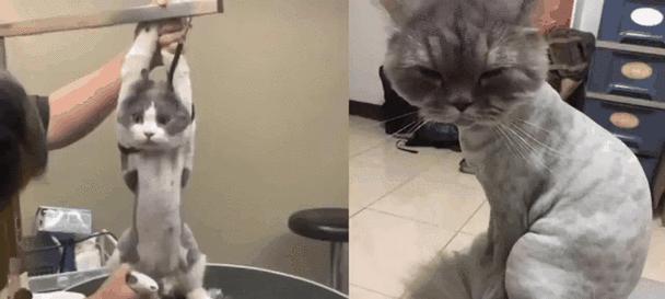 千万不要打家里的猫咪！（打猫咪的后果太严重，你可能无法承受！）