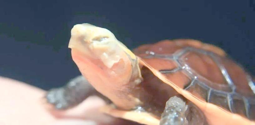 探究乌龟腐皮情况及应对方法（解决乌龟腐皮问题的关键方法和技巧）