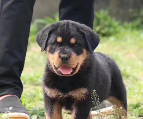 探秘青岛犬舍（了解青岛犬舍的服务及优势）