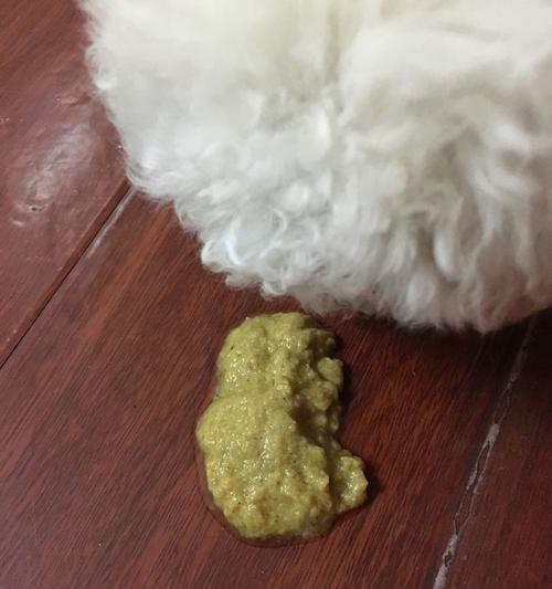 狗狗持续呕吐，宠主千万不能忽视的原因（探寻狗狗呕吐但无腹泻的疾病可能性，宠主必读！）