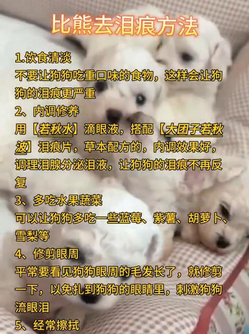 治愈比熊泪痕，让宠物焕发美丽（6个简单方法帮助您轻松解决比熊泪痕问题）
