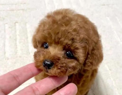 泰迪狗适合每天遛步的时间周期（探索泰迪狗外出锻炼的最佳频率和时长）