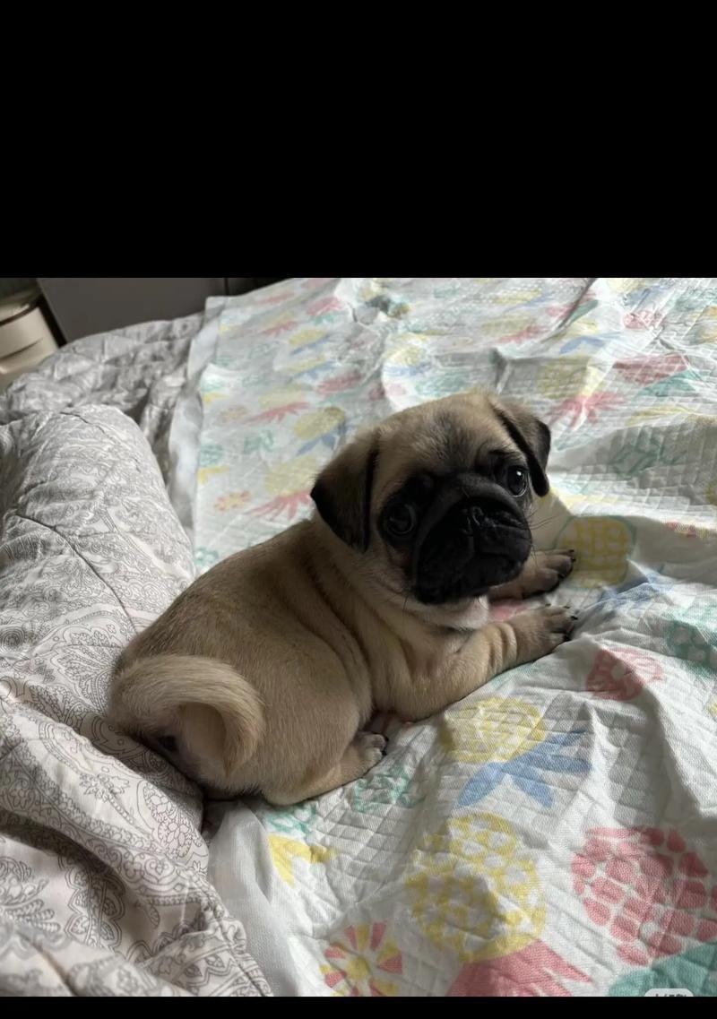 巴哥犬为何会开始出现皱纹？（揭秘巴哥犬皱纹的形成过程及时间）