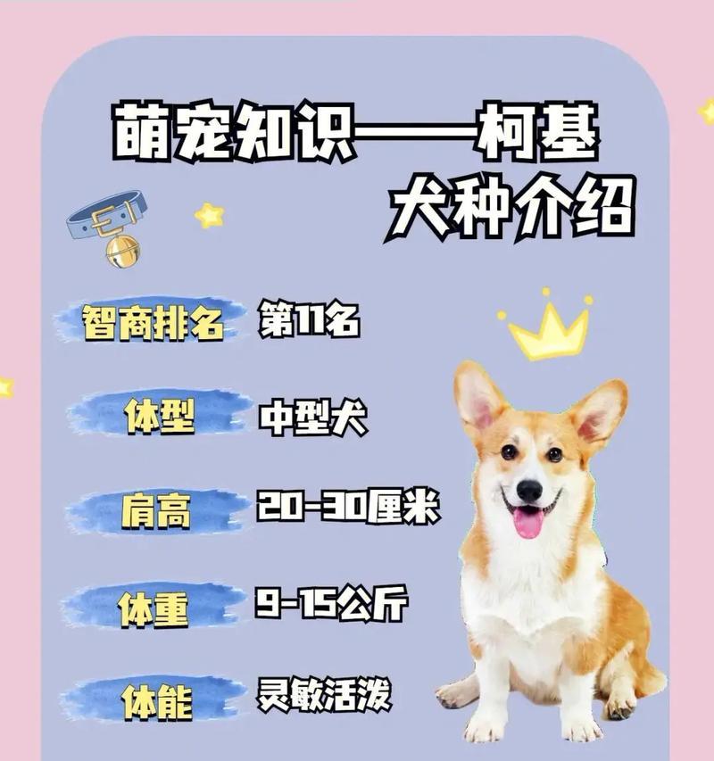 柯基幼犬睡眠时间揭秘（揭开柯基幼犬的美梦之谜）