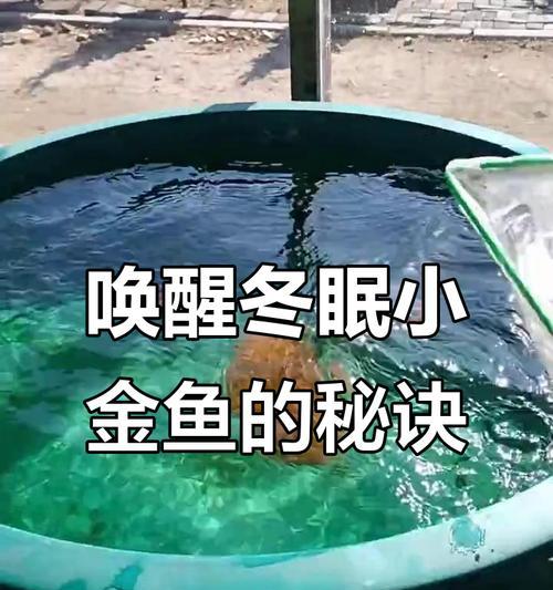 金鱼的饲养之喂食频率（掌握正确的喂食时间和量，让你的金鱼健康成长）