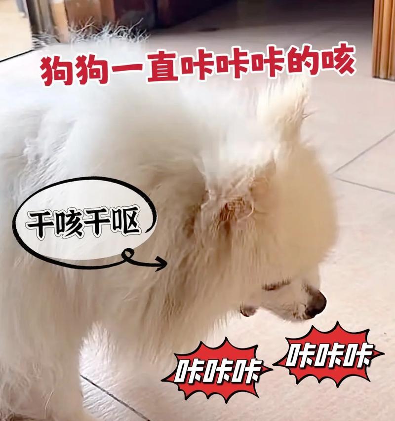 狗狗干呕呕吐原因揭秘（狗狗干呕呕吐的神秘原因及应对方法）