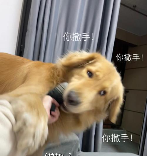 狗狗玩具的清洗频率对宠物健康的重要性（宠物玩具清洁的关键因素及正确方法）