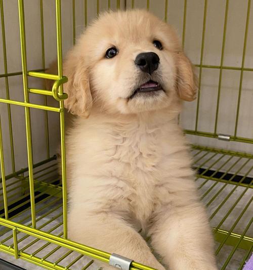 如何判断一只犬只是否为纯种金毛？（掌握关键特征，轻松辨别纯种金毛犬）