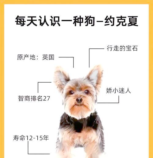 约克夏犬（了解约克夏犬价格及幼犬的合理购买方式）