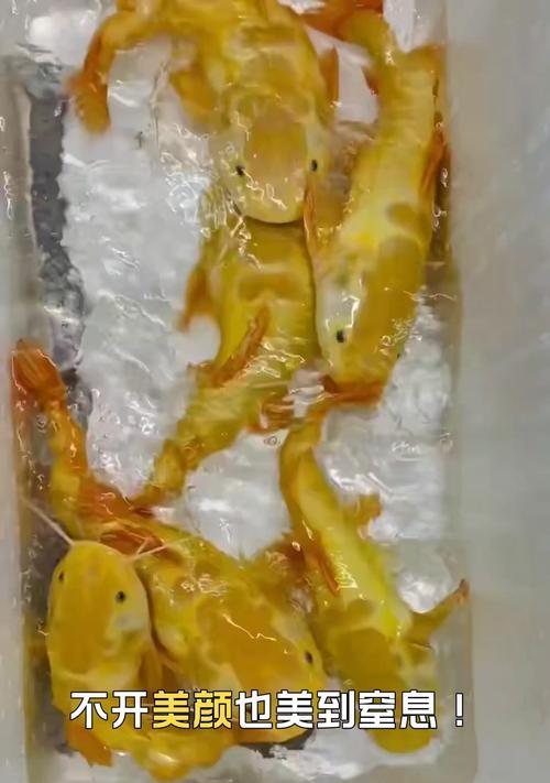 招财鱼的神奇之处（探索招财鱼的财富与幸运之源）