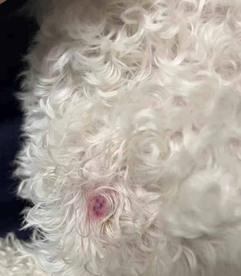 猫狗同患病的现象及解决方案（深入探讨猫狗同患病的原因和应对措施）