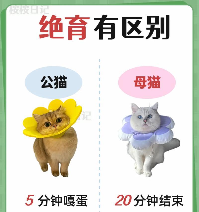 小猫忘记母猫的时间（寻找母爱的迷失旅程）