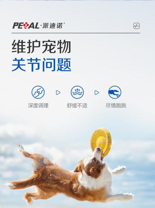 八个月泰迪如何补钙？（宝贝泰迪的健康成长离不开补钙）