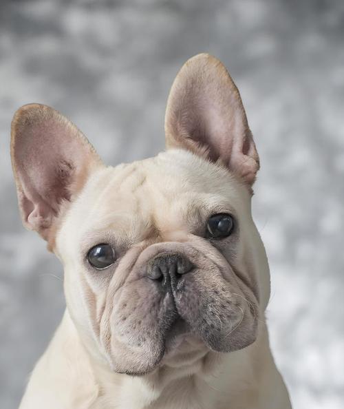 如何科学喂养三个月大的法斗犬（合理饮食安排，宠物健康成长）