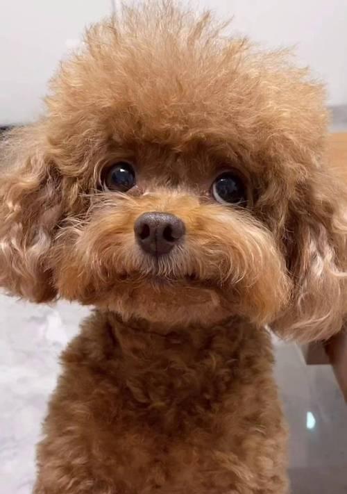 泰迪幼犬的成长时期需要多长时间？（揭秘泰迪幼犬成长的关键时刻与注意事项）