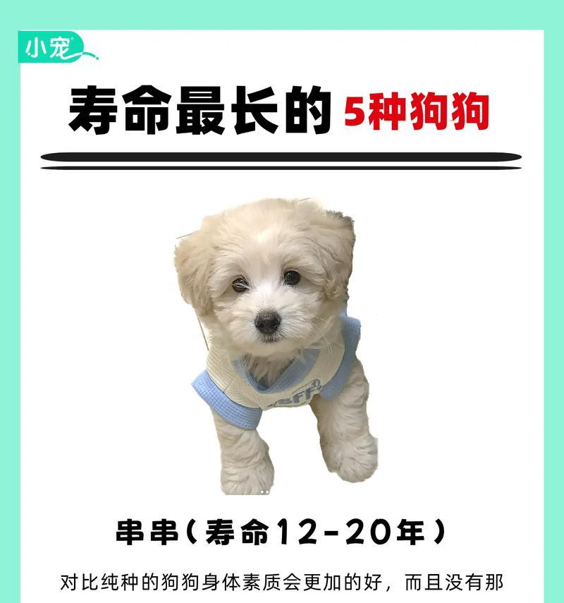 揭秘狗狗的长寿之道（探讨为何有些狗能够活到20岁，以及延长狗狗寿命的方法）