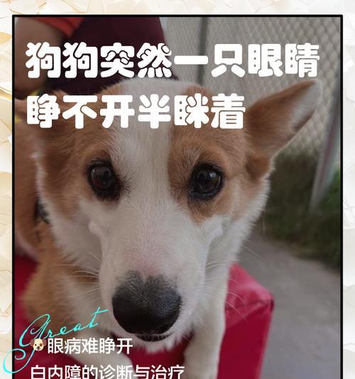 小狗子的成长（小狗子睁眼的奇妙旅程）