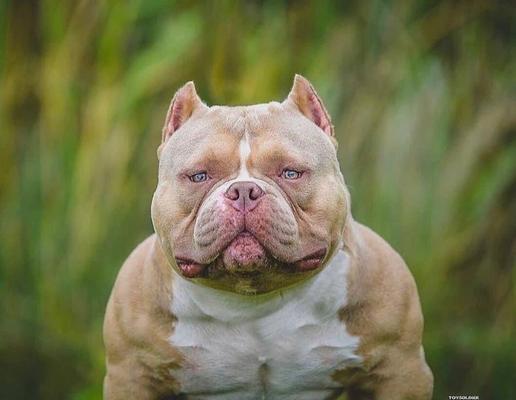 探索“美国恶霸犬”的真相与魅力（了解恶霸犬的特点与饲养要求，拥抱这个独特的伙伴）