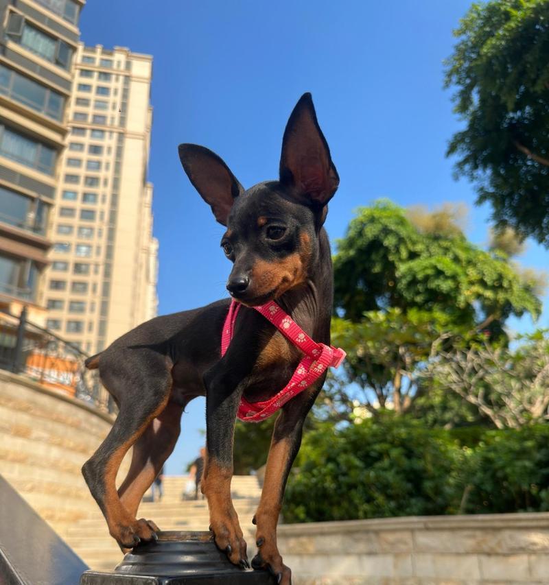 以小鹿犬为宠物的优点和养护技巧（了解小鹿犬的特点，让你更好地照顾它）