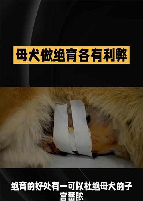 母狗绝育后的恢复时间及注意事项（细说母狗绝育术后的恢复周期和相关护理方法）