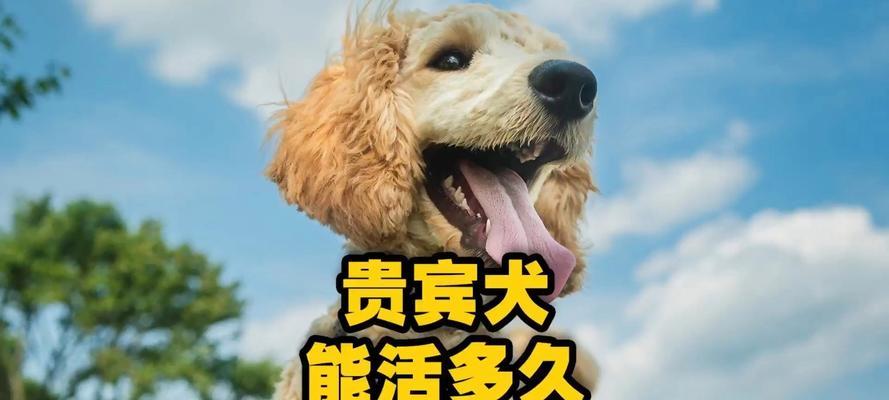 错误的饲养贵宾方法（警示贵宾犬主人们，避免这些错误做法，保护宠物的健康与长寿）