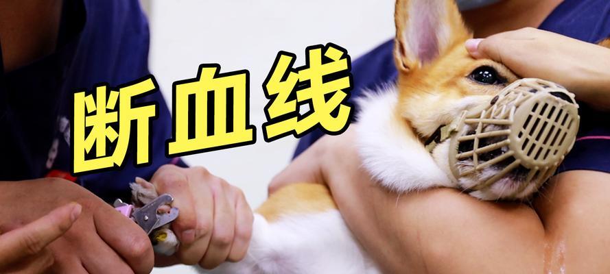 狗狗断血线后多久能出门？（了解狗狗断血线恢复期，让你的宠物健康出门！）
