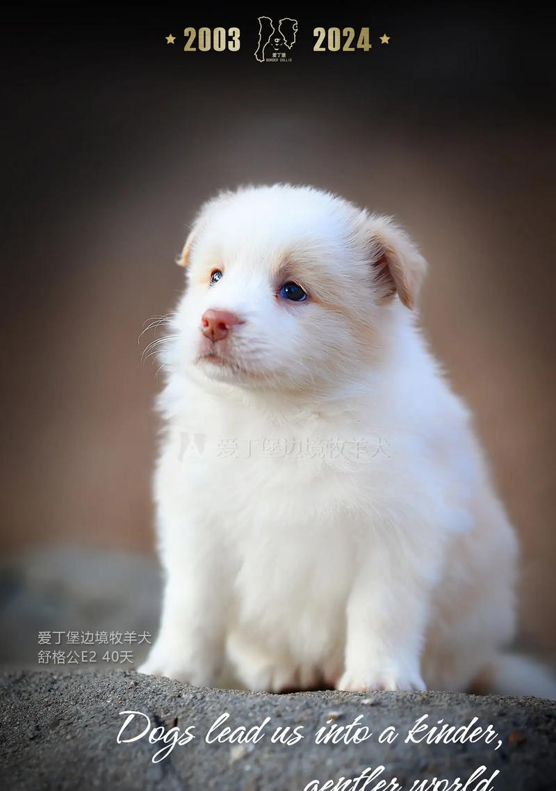 边境牧羊犬（了解边境牧羊犬的优缺点，选择适合自己的宠物伴侣）