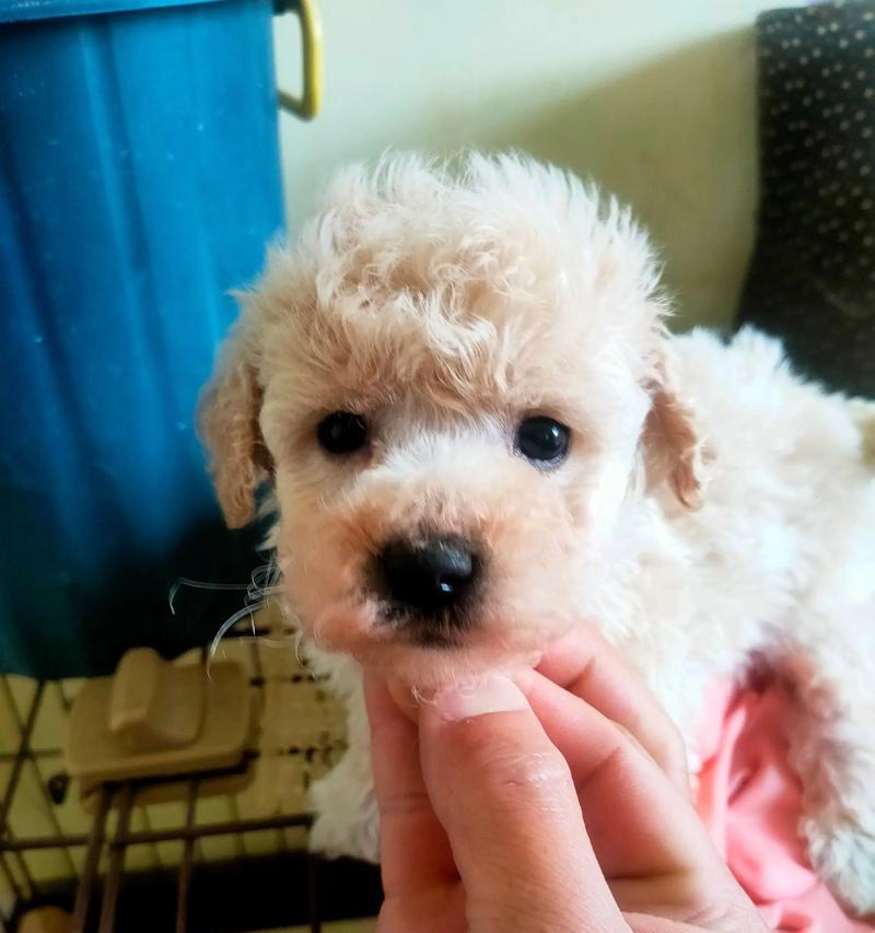 泰迪犬疫苗接种频率探究（掌握合理疫苗接种时间，守护泰迪犬健康）