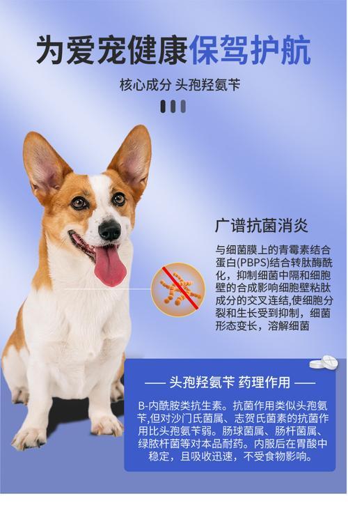 抗生素中毒致狗死亡的危险性（了解哪些抗生素可能对狗的生命构成威胁）