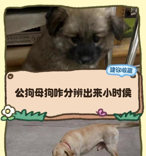 母狗生了小狗多久可以洗澡？（了解适合小狗洗澡的最佳时机和方法）