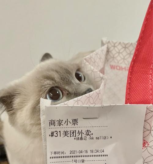 拜耳内虫逃猫多久吃一次？（探讨拜耳内虫逃猫饮食频率及关键因素）